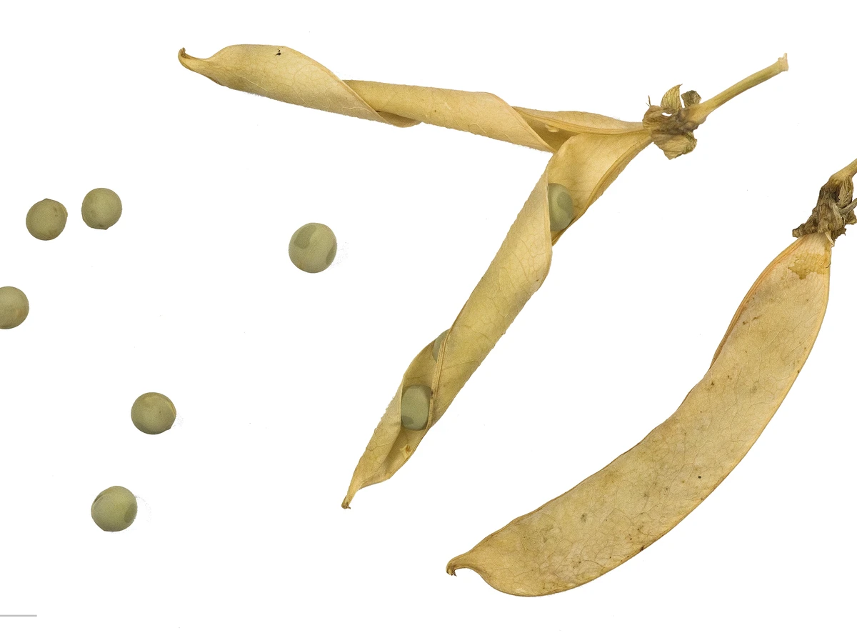 Arvejas