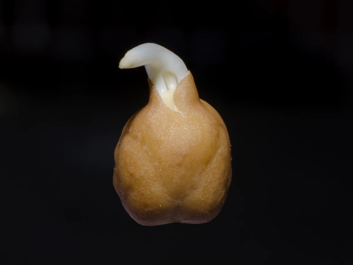 Garbanzos