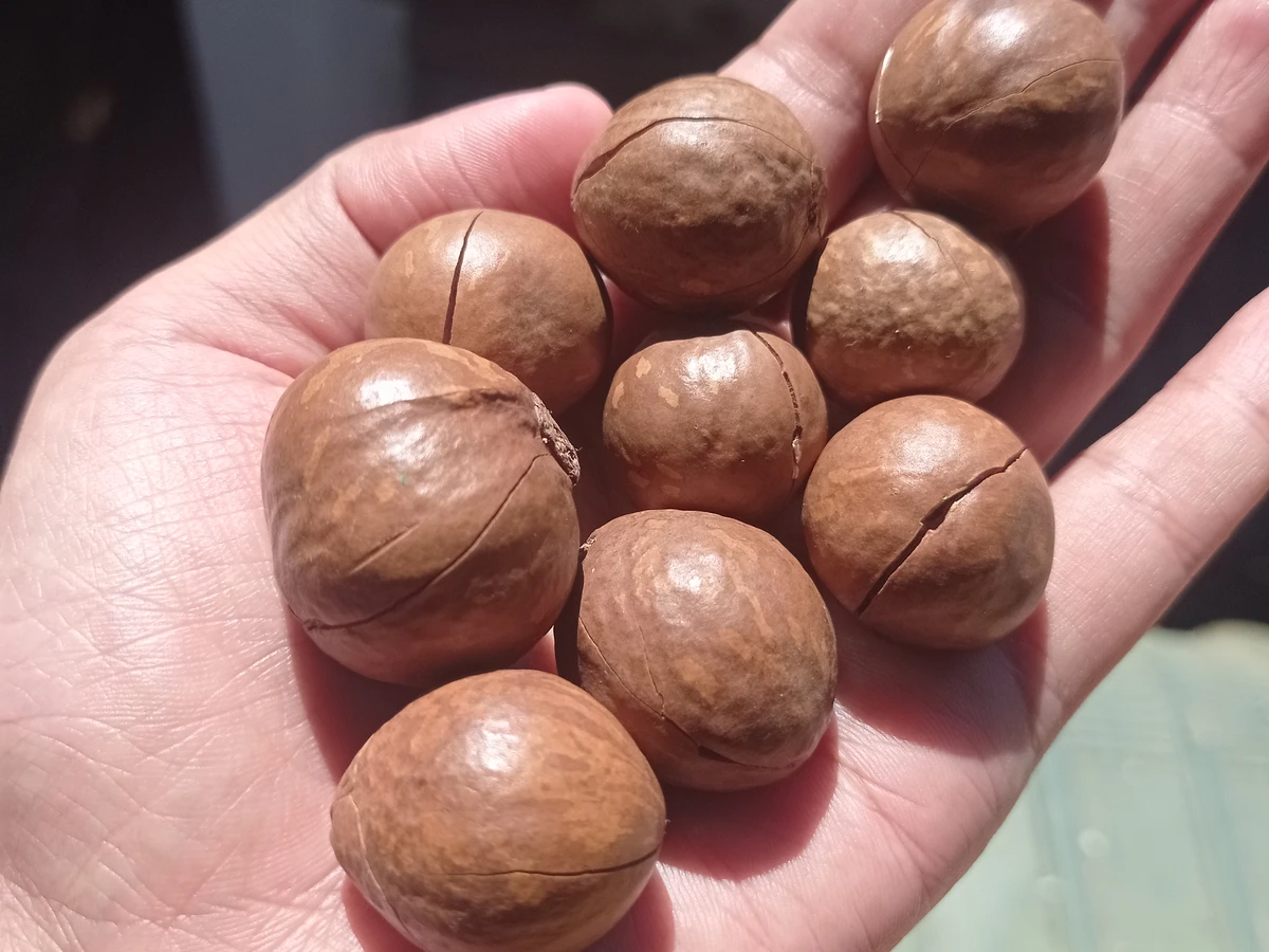 Macadamia