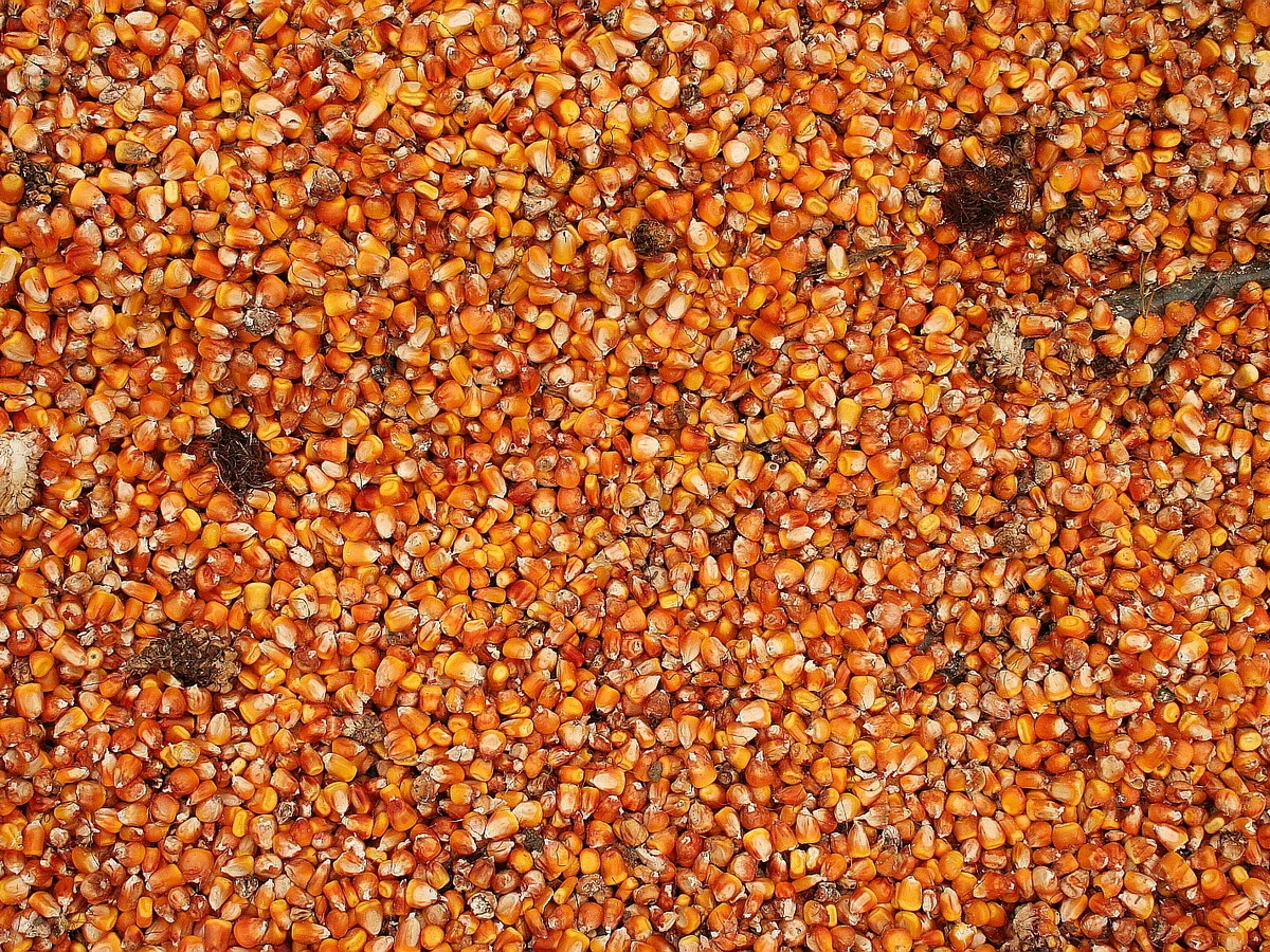Pop Corn