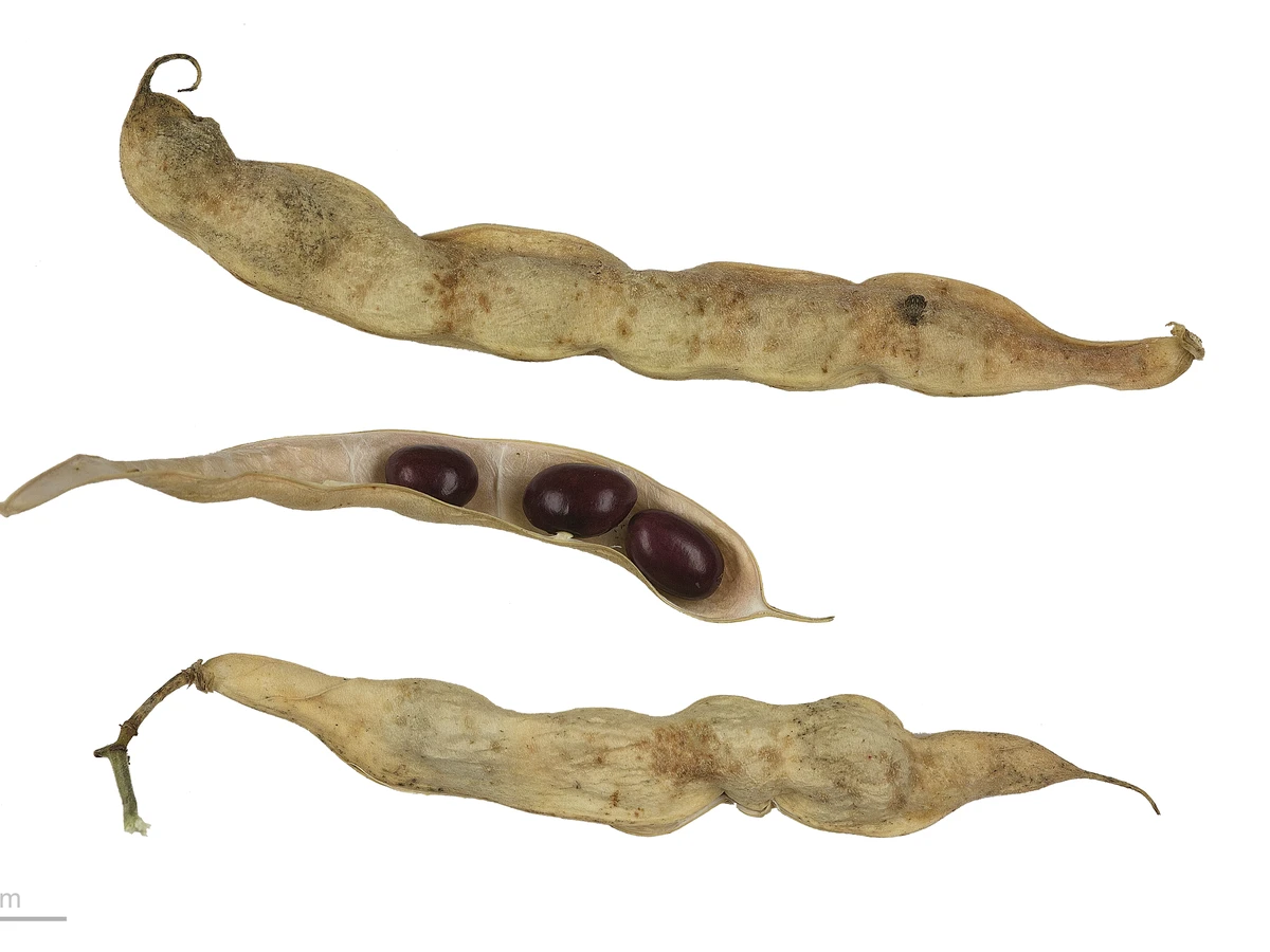 Porotos
