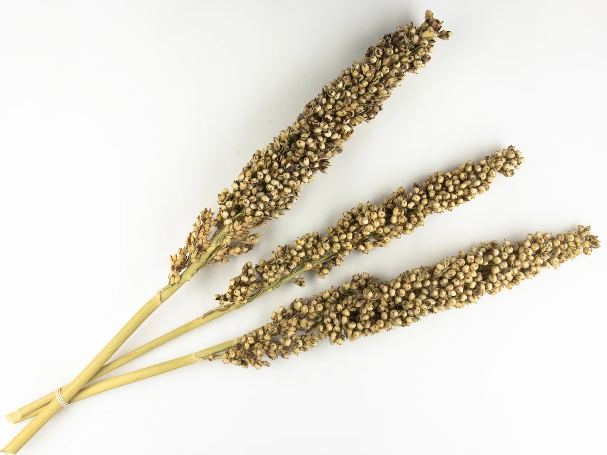 Sorgo